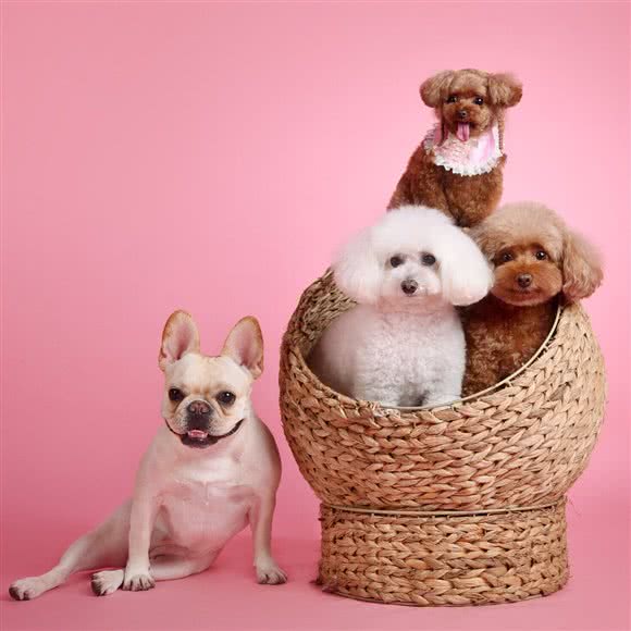 爱宠源宠物美容工作室:北京城区昌平区天通苑附近