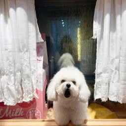 麦兜宠物:温州市瓯海区南白象附近