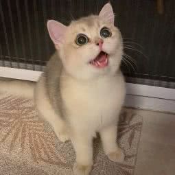 青青猫舍:北京城区昌平区天通苑附近