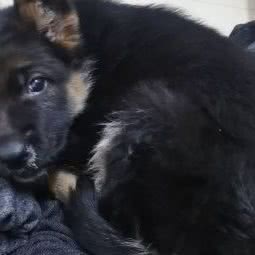 康德宠物诊所:温州市永嘉县永嘉县附近