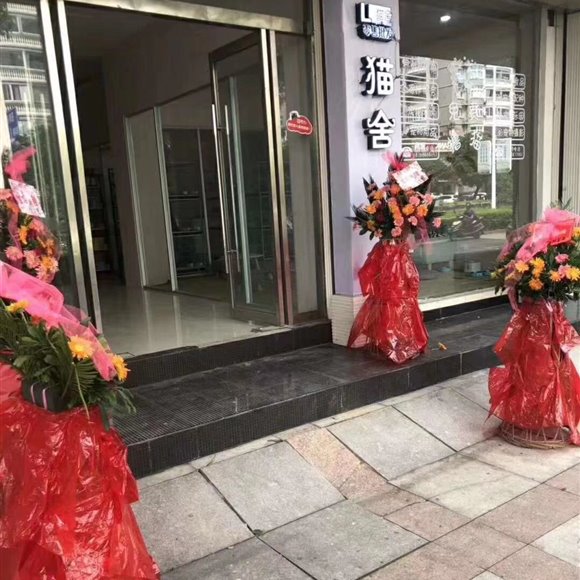 LF猫舍(平阳店):温州市平阳县昆阳镇附近