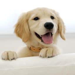 千宠万爱宠物医院(瑞安分院):温州市瑞安市安阳街道附近