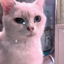 没事来撸猫:北京城区昌平区天通苑附近