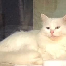 哈尼宠物优品超市:温州市乐清市乐成镇附近