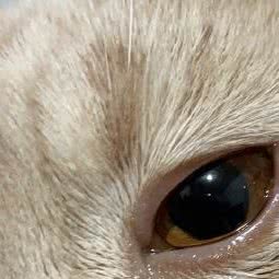 艾利斯宠物俱乐部:温州市龙港市龙港市附近