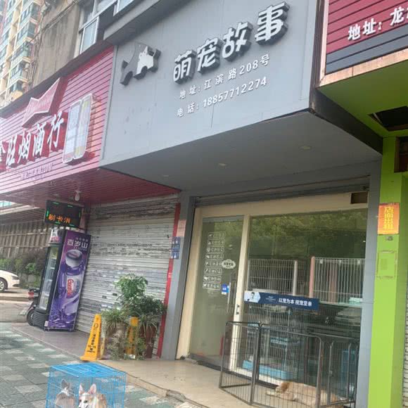 萌宠故事:温州市龙港市龙港市附近