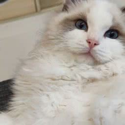 猫宁:温州市龙港市龙港市附近