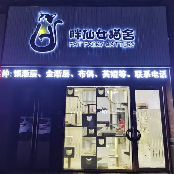 胖仙女猫舍:嘉兴市南湖区万达广场附近