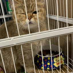 青山猫舍:嘉兴市南湖区万达广场附近