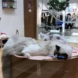 喵不可言屋(八佰伴店):嘉兴市南湖区中山西路附近