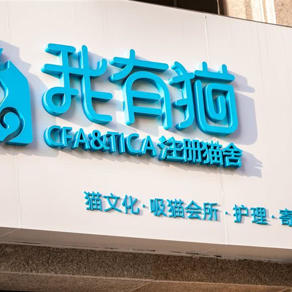 我有猫:嘉兴市南湖区城南路附近