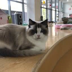 希希宠物(南溪路):嘉兴市南湖区协和广场附近