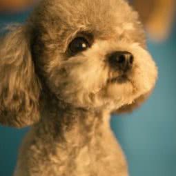 宠物家(望京SOHO店):北京城区朝阳区望京附近