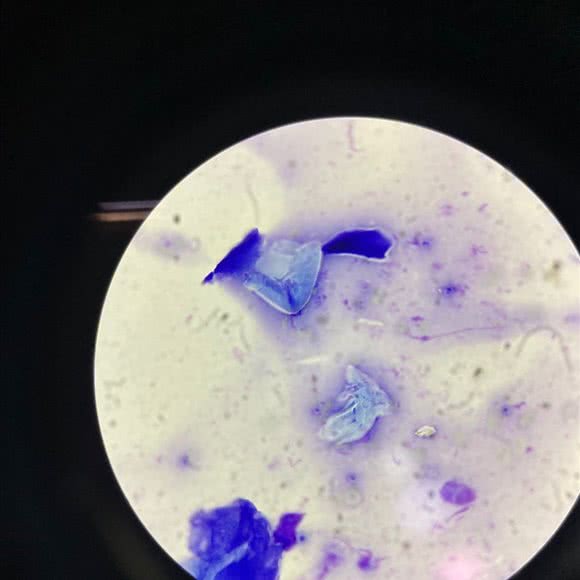 北京媛宠动物医院:北京城区昌平区天通苑附近