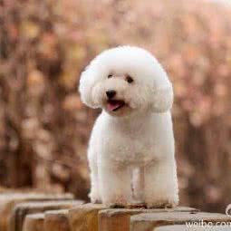 得意汪型宠物美容工作室:北京城区朝阳区望京附近