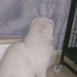 派多格宠物(南邵店):北京城区昌平区昌平镇附近