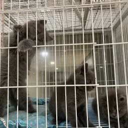 宠爱有家:嘉兴市海宁市海洲街道附近