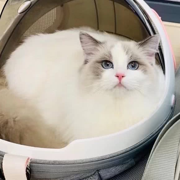 桔子猫舍:嘉兴市海宁市海洲街道附近