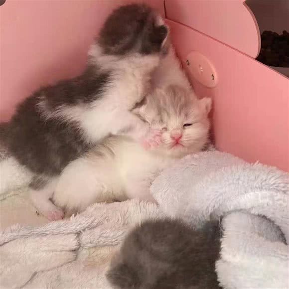 多多宠物:北京城区昌平区昌平镇附近