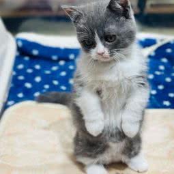 狗仔俱乐部(海宁银泰步行街店):嘉兴市海宁市海洲街道附近