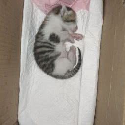 hellodog宠物店:嘉兴市桐乡市梧桐街道附近