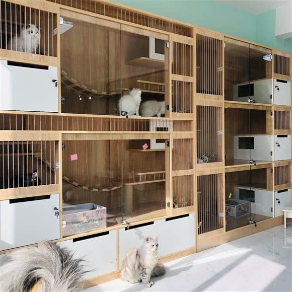 九九的萌猫舍:嘉兴市桐乡市梧桐街道附近