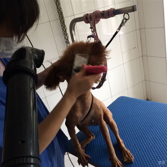 贝尔康宠物诊所(桐乡店):嘉兴市桐乡市梧桐街道附近