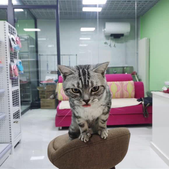 欣欣宠物:北京城区昌平区昌平镇附近