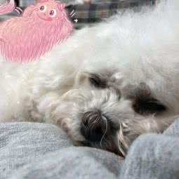 圣宠宠物(金地家园店):北京城区昌平区昌平镇附近