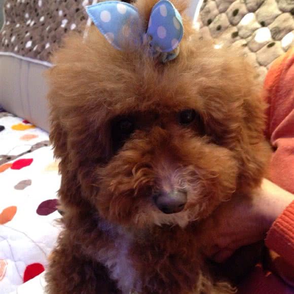 星宠美吧(南浔店):湖州市南浔区南浔区中心城区附近