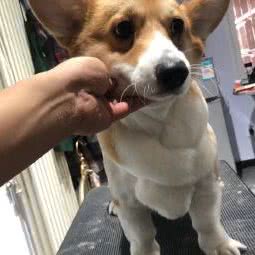 萌萌细于宠物服务(新悦家园店):北京城区昌平区昌平镇附近