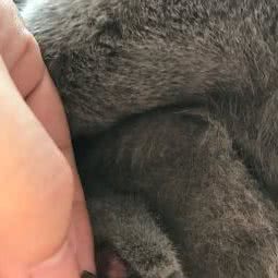 小精灵宠物店:绍兴市越城区世茂广场附近