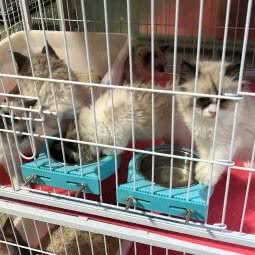 范范猫舍:绍兴市越城区乐苑新村附近