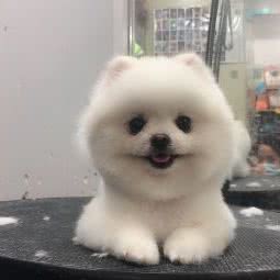 cici狗狗会所:绍兴市越城区城东附近