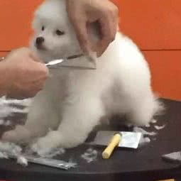 小燕子宠物店:绍兴市越城区鲁迅故里附近