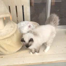 喵趣宠物:绍兴市越城区鲁迅故里附近