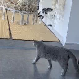 栗子の猫·猫咖(天悦城young街店):绍兴市越城区镜湖附近