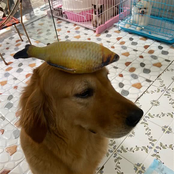 小胖妞宠物:绍兴市上虞区曹娥街道附近