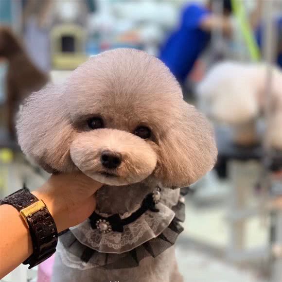 初见宠物:绍兴市诸暨市暨阳街道附近