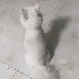 周末.宠物:绍兴市诸暨市大唐镇附近