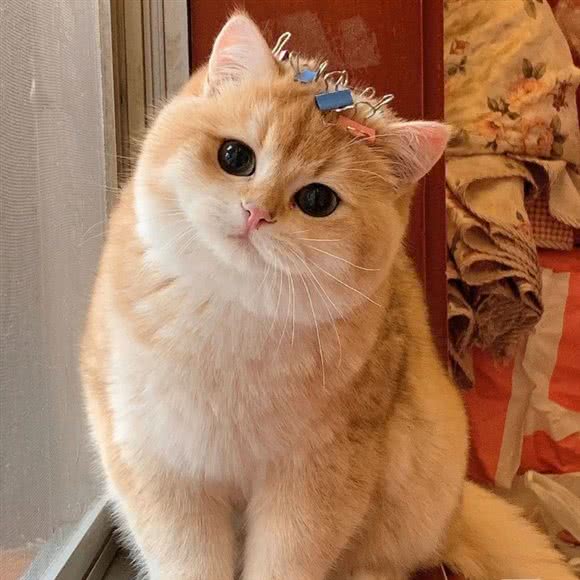 福猫社超大型主题撸猫馆:金华市婺城区江北附近