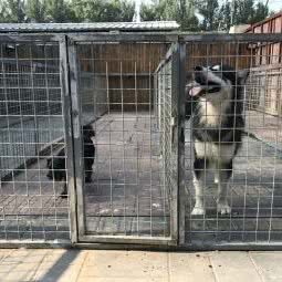 方五宠物寄养中心:北京城区昌平区昌平镇附近