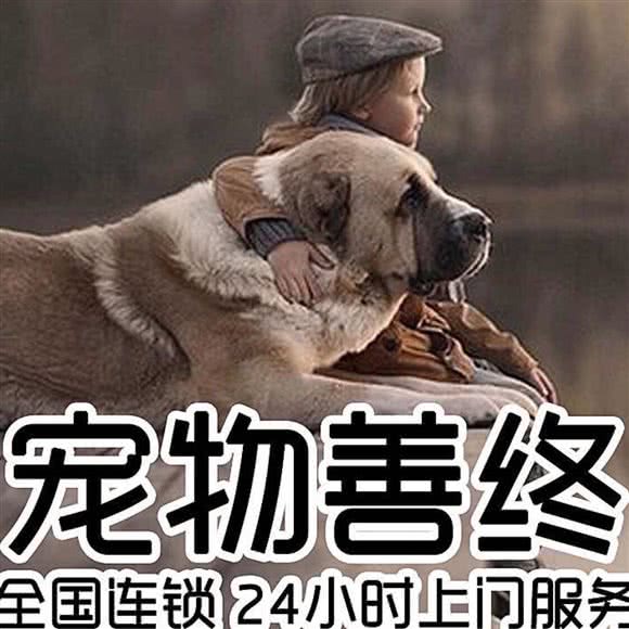 青山宠物殡葬火化:北京城区昌平区昌平镇附近