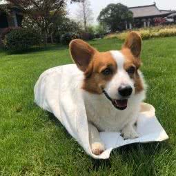 爱它狗狗诊所:金华市婺城区江南附近