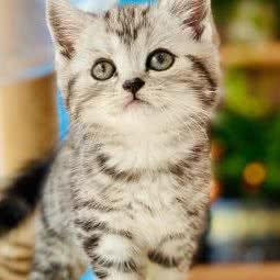 Umi猫咖:金华市婺城区三路口附近