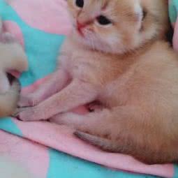 萌喵传★猫舍(昌平县城店):北京城区昌平区昌平镇附近