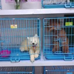 名宇宠物乐园:金华市义乌市稠城街道附近