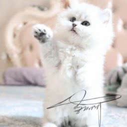 爱宠物生活馆(词林店):金华市义乌市稠城街道附近