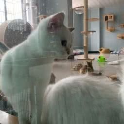 恋恋猫舍:金华市义乌市江东街道附近