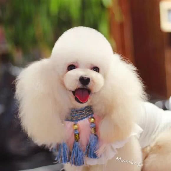 糖豆宠物:金华市义乌市北苑街道附近